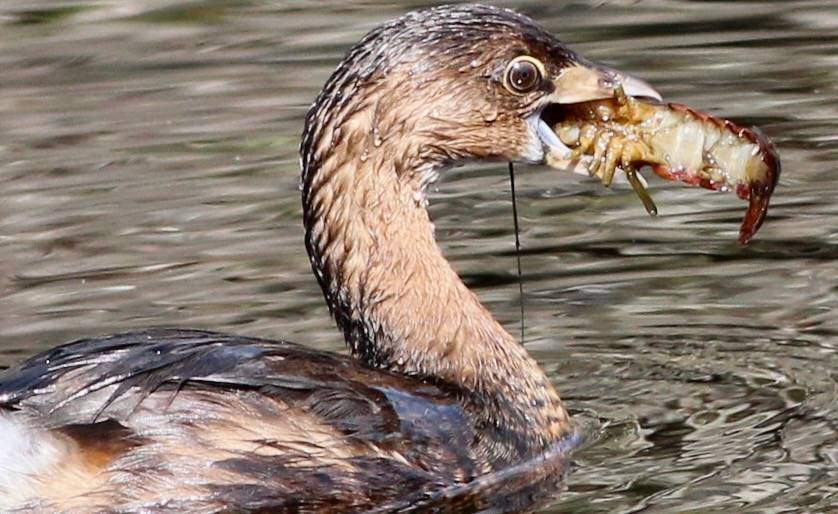 IMG_5215 by gary_leavens is licensed under CC BY-SA 2.0.